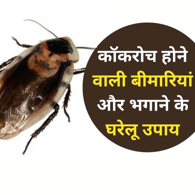 Get Rid Of Cockroaches अस्थमा और स्किन एलर्जी को दावत दे सकता है कॉकरोच इन तरीकों से 1 दिन में